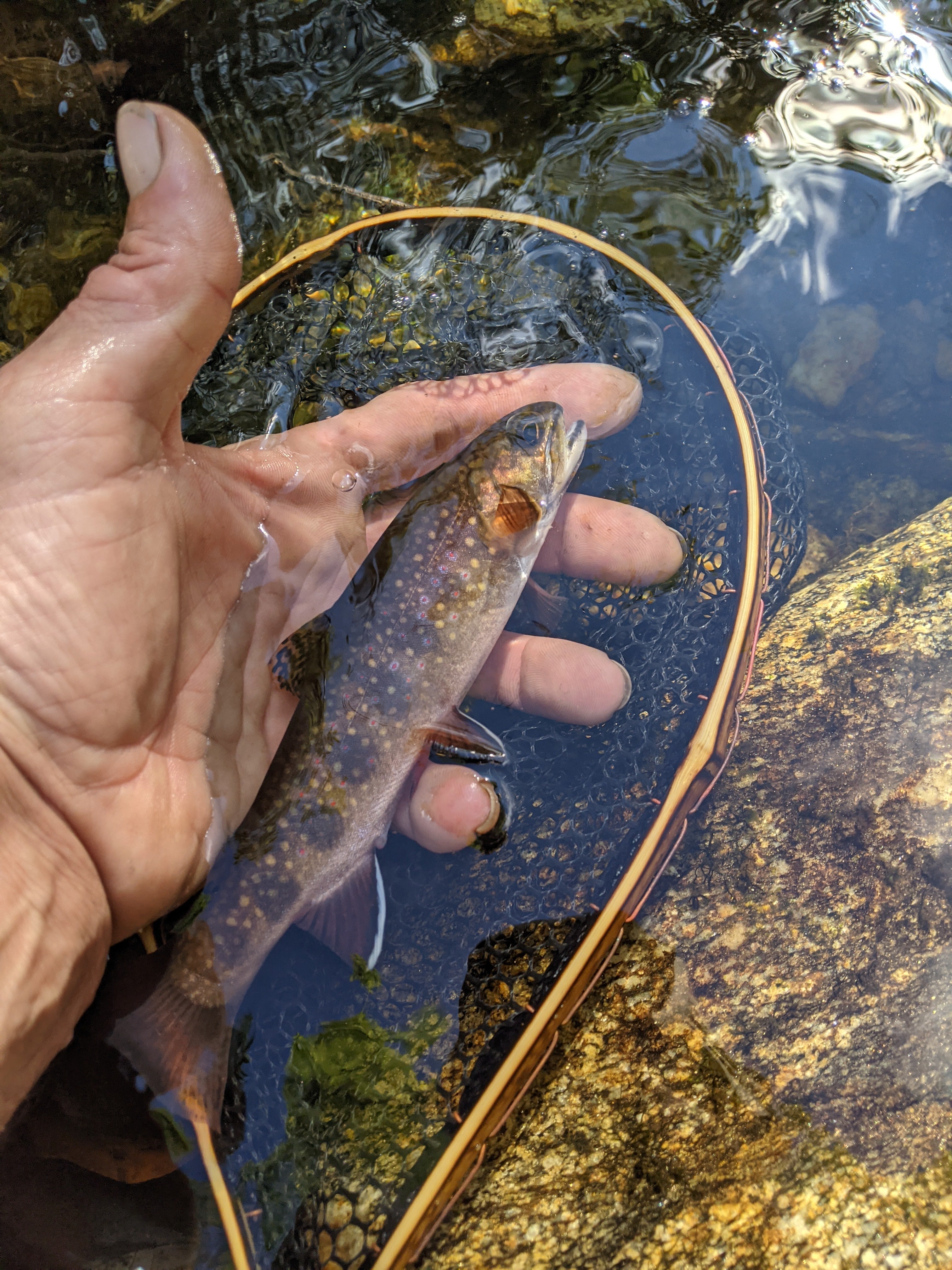 The Speck
